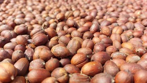 The process of drying coffee beans Foto stock