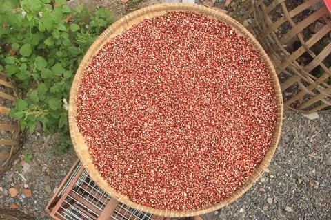The process of drying red corn naturally to dry and produce quality dry corn Stock Photos