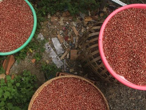 The process of drying red corn naturally to dry and produce quality dry corn Stock Photos