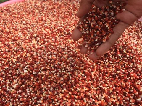 The process of drying red corn naturally to dry and produce quality dry corn Stock Photos