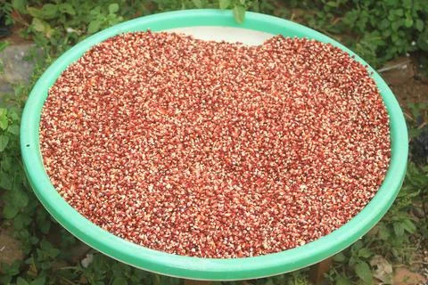 The process of drying red corn naturally to dry and produce quality dry corn Stock Photos