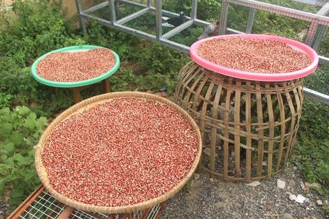 The process of drying red corn naturally to dry and produce quality dry corn Stock Photos