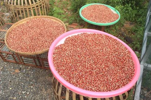 The process of drying red corn naturally to dry and produce quality dry corn Stock Photos