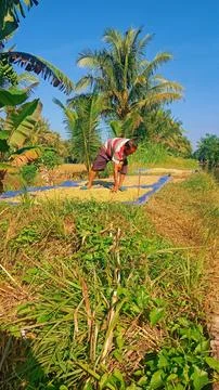 Process of drying rice 库存照片