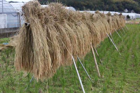 The process of drying rice Stock Photos