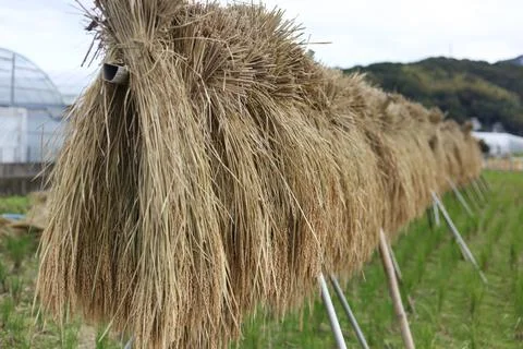 The process of drying rice Stock Photos