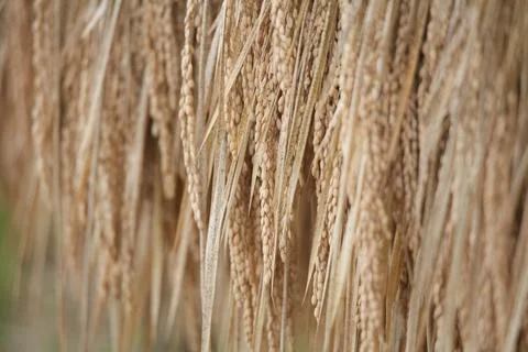 The process of drying rice 스톡 사진