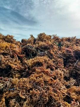 The process of drying the seaweed. Foto stock