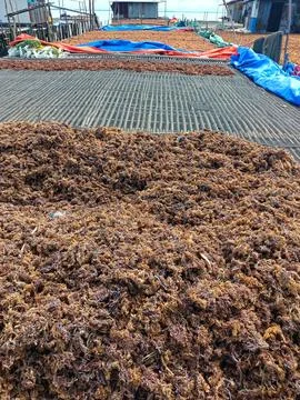 The process of drying the seaweed. Stock Photos