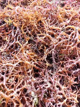 The process of drying the seaweed. Stock-Fotos