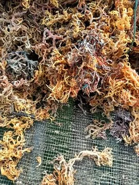 The process of drying the seaweed. Foto stock