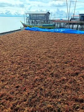 The process of drying the seaweed. 写真素材