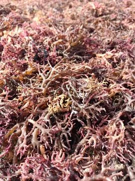 The process of drying the seaweed. Stock-Fotos