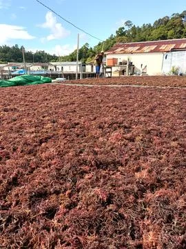 The process of drying the seaweed. Stock Photos
