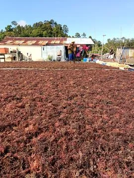 The process of drying the seaweed. Stock Photos