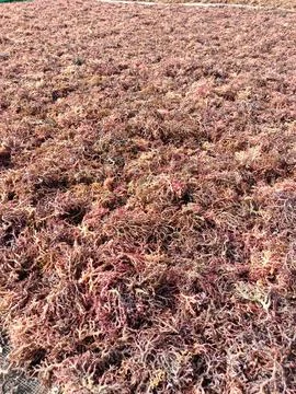 The process of drying the seaweed. Foto stock