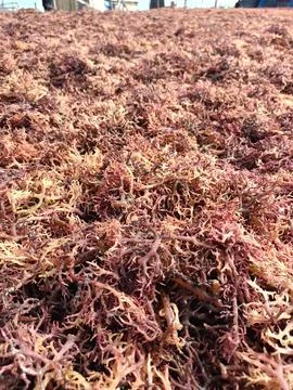 The process of drying the seaweed. Stock Photos