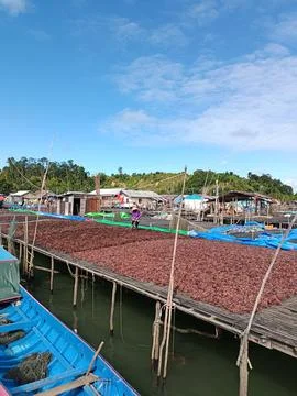 The process of drying the seaweed. 写真素材
