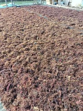 The process of drying the seaweed. Stock Photos