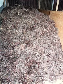 The process of drying the seaweed. 写真素材