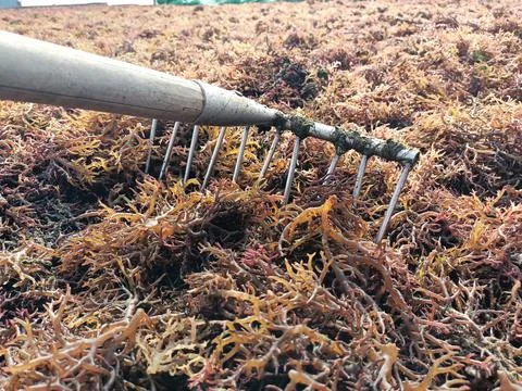 The process of drying the seaweed. Stock Photos