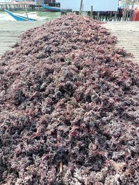 The process of drying the seaweed. Stock Photos