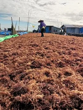 The process of drying the seaweed. Stock Photos
