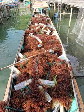 The process of drying the seaweed. Stock Photos