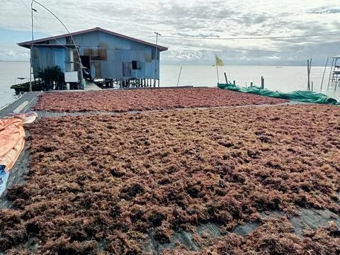 The process of drying the seaweed. Stock Photos