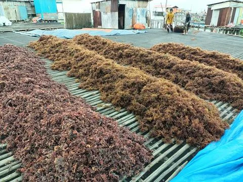 The process of drying the seaweed. Stock Photos