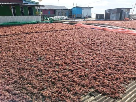 The process of drying the seaweed. Foto stock
