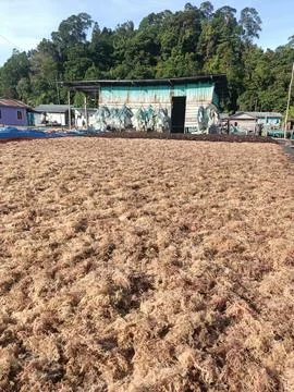 The process of drying the seaweed in the sun. Foto stock