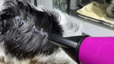 Process of drying shih tzu with a pink hair dryer is slow in the grooming salon Stock Footage 310678347