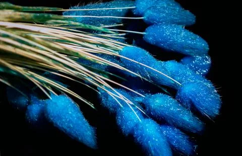 The process of dyeing a bouquet of blue dried flowers lagurus. Foto stock
