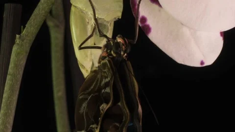 The process of emergence of the Morph butterfly from the pupa, time-lapse, the Stock Footage 154543220