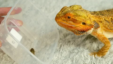 Process of feeding bearded agama dragon with cockroach, he is eating insects. Video stock 167937996