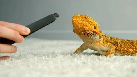 Process of feeding bearded agama dragon with insect cockroach at home on flool. Stock Footage 167961289