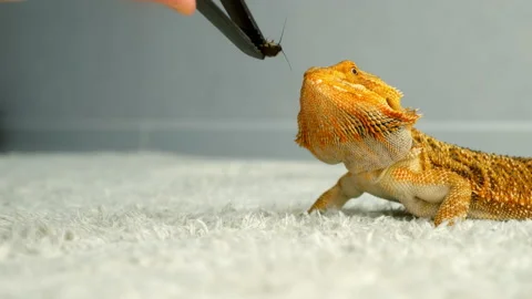 Process of feeding bearded agama dragon with insect cockroach at home on flool. Stock Footage 168009119