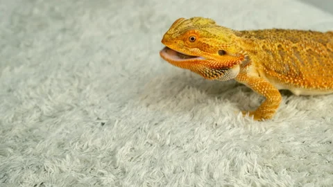 Process of feeding bearded agama dragon with cockroach, he is eating insects. Stock Footage 168225407