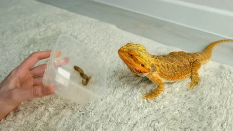 Process of feeding bearded agama dragon with cockroach, he is eating insects. Stock Footage 168281765