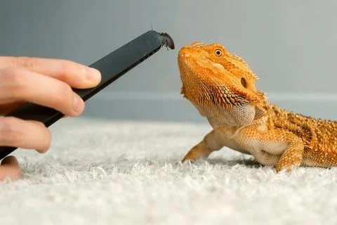 Process of feeding bearded agama dragon with insect cockroach at home on flool. Stock Photos
