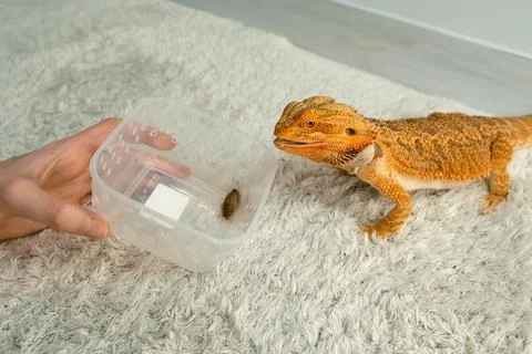 Process of feeding bearded agama dragon with cockroach, he is eating insects. Stock Photos