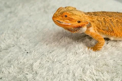 Process of feeding bearded agama dragon with cockroach, he is eating insects. Stock Photos