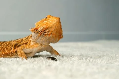 Process of feeding bearded agama dragon with insect cockroach at home on flool. Stock Photos