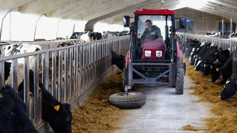 Process of Feeding Cows on a Farm Stock Footage 76334641