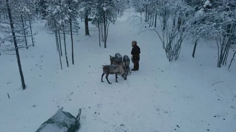 The process of feeding deer in winter in the forest Stock Footage 144846006