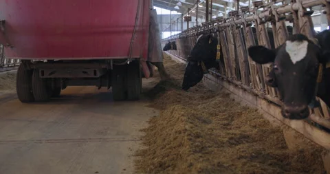 Process of feeding on farm, tractor scatters compound feed for dairy cows with Vídeo Stock 165233059