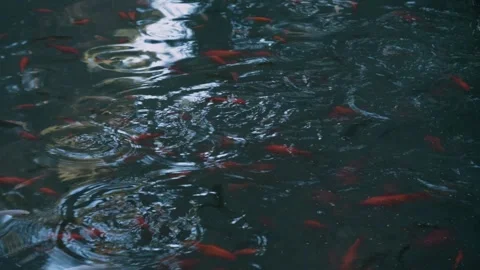 Process of feeding of Koi and goldfish in calm water, nature peaceful aquatic Stock Footage 303523156