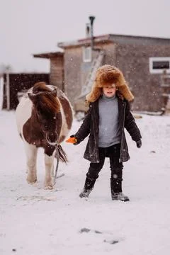 The process of feeding a pony among the stable yard 3119. Stock Photos
