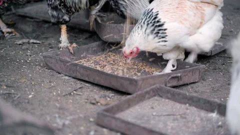 The process of feeding wheat on a poultry farm close-up. Chickens eat grain Stock Footage 220045814